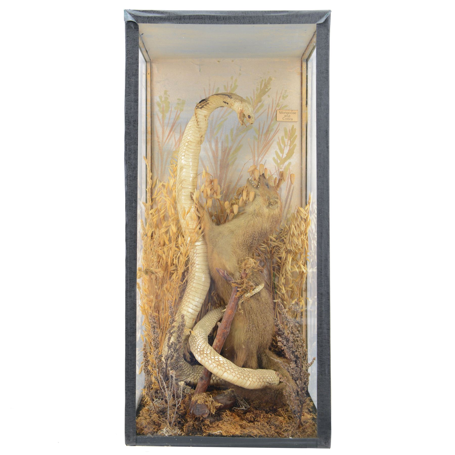 Taxidermy; Cased Mongoose (Herpestidae) fighting an Indian cobras (Naja naja), the cobras entwined around an adult mongoose, in a naturalistic setting of grasses, with a painted backdrop, enclosed within a three pane glass display case, H62cm