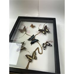 Entomology: Single glazed display of butterflies, circa 20th century, single glazed display containing seven various specimens, including green-banded swallowtail, and amauris crawshayi, pinned upon foam backing, enclosed within a glazed ebonised display case the backdrop painted with blossoming branches , H49cm, L39cm