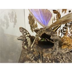 Entomology: 20th century cased moth and butterfly diorama, including Godart morpho, Chrysiridia rhipheus, Cathosia biblis, Appias lyncida, Hamadryas and others arranged amongst dried flowers and grasses, enclosed in a glass five sided terrarium display case with a wooden base, L43cm D43cm H49cm 