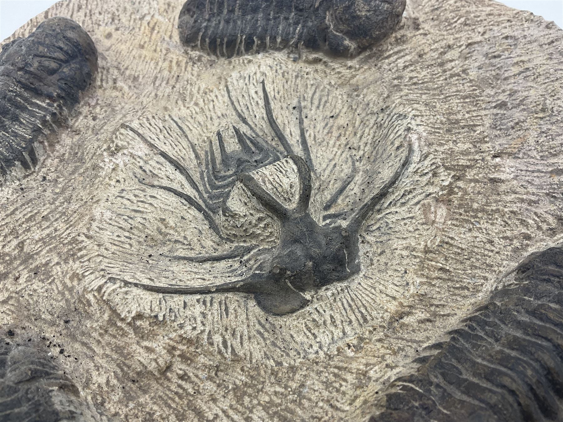 Montage group of trilobites in stone matrix, showing four Crotalocephalina gibba and one Dicranurus monstrosus to the centre, age; Devonian period, location; Morocco, D23cm 