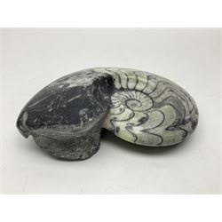 Polished Goniatite; Devonian period, H13cm, L16cm 