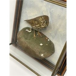 Taxidermy: 20th century cased Song Thrush (Turdus philomelos), mounted upon simulated rock detailed with snail shell and remnants of broken snail shell, set against a painted sky backdrop, encased within a five pane display case upon frame mount, with taxidermist paper label verso detailed David Astley Taxidermist, H37.5cm L37.5cm D13.5cm.