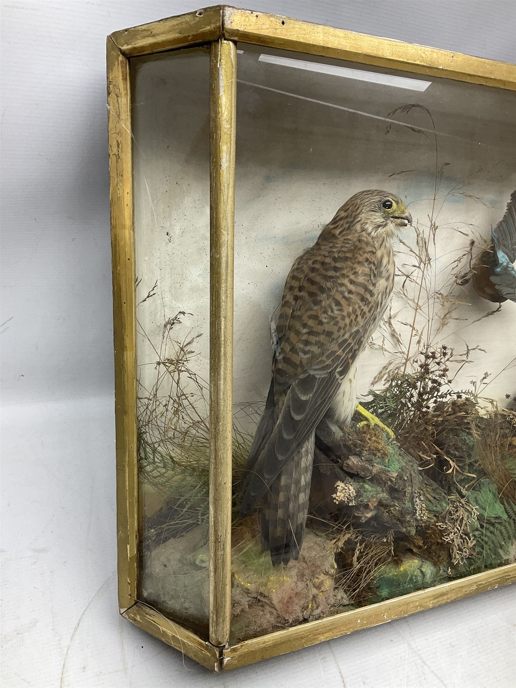 Taxidermy; Victorian cased bird diorama,  pair of Kingfishers (Alcedo Athis) adult mounts and Kestrel (Falco tinnunculus) adult mount, in a naturalistic setting with one kingfisher in flight, encased within a three pane display case, H45cm, L72cm