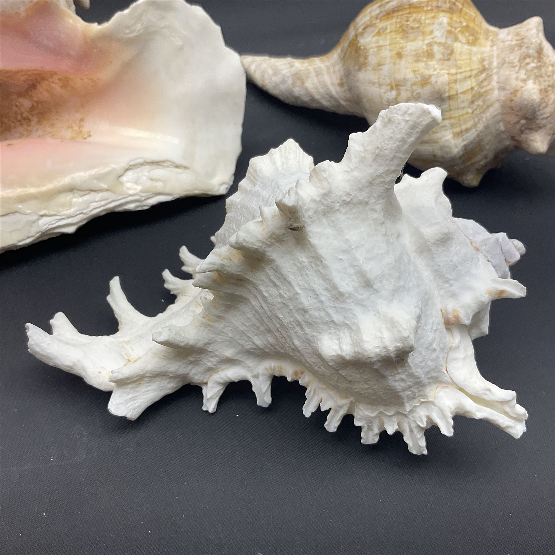 Conchology: selection of conch shells, to include horned examples, largest H17cm, L24cm