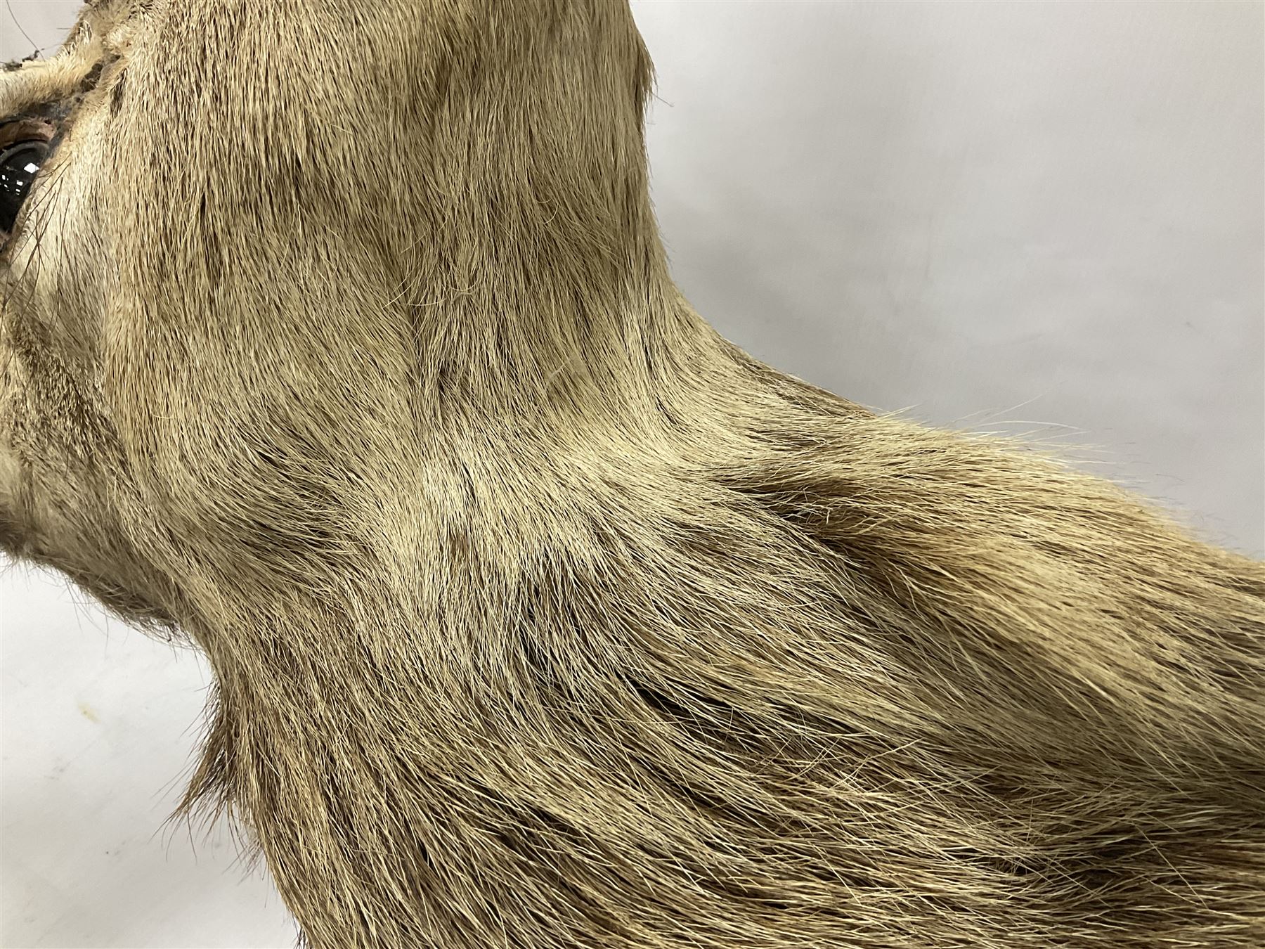 Taxidermy: Red Deer (Cervus elaphus), adult male imperial stag shoulder mount looking straight ahead, ten point antlers, mounted upon a shaped wooden shield, D65cm