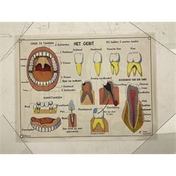 Five early 1980s Dutch medical posters, double sided decorated with colourful label anatomical diagrams, marked Hebri, Holland, W70cm H92cm