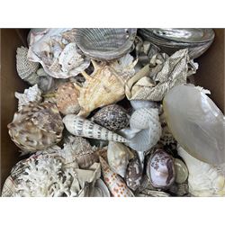 Various shells to include mother of pearl open mollusk shells (largest L20cm), Queen Conch (Strombus Gigas), other smaller conch, coral and other shells in two boxes