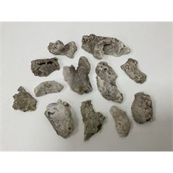 Large collection of Agatized Coral, largest H11cm (12)