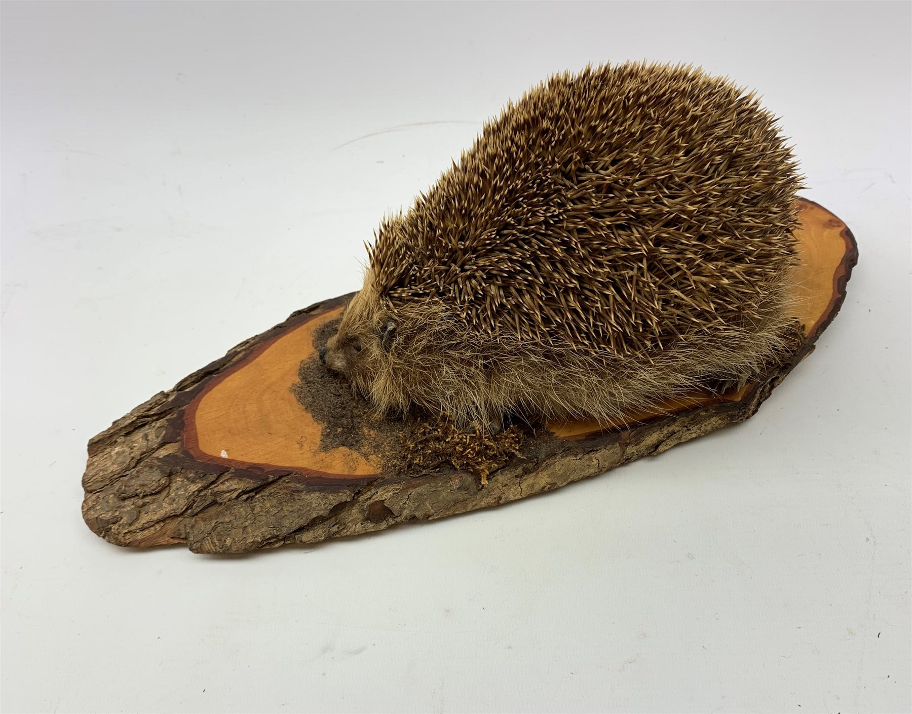 Taxidermy: 20th century Common Garden Hedgehog (Erinaceinae), full mount on open display upon tree trunk section, base L40cm