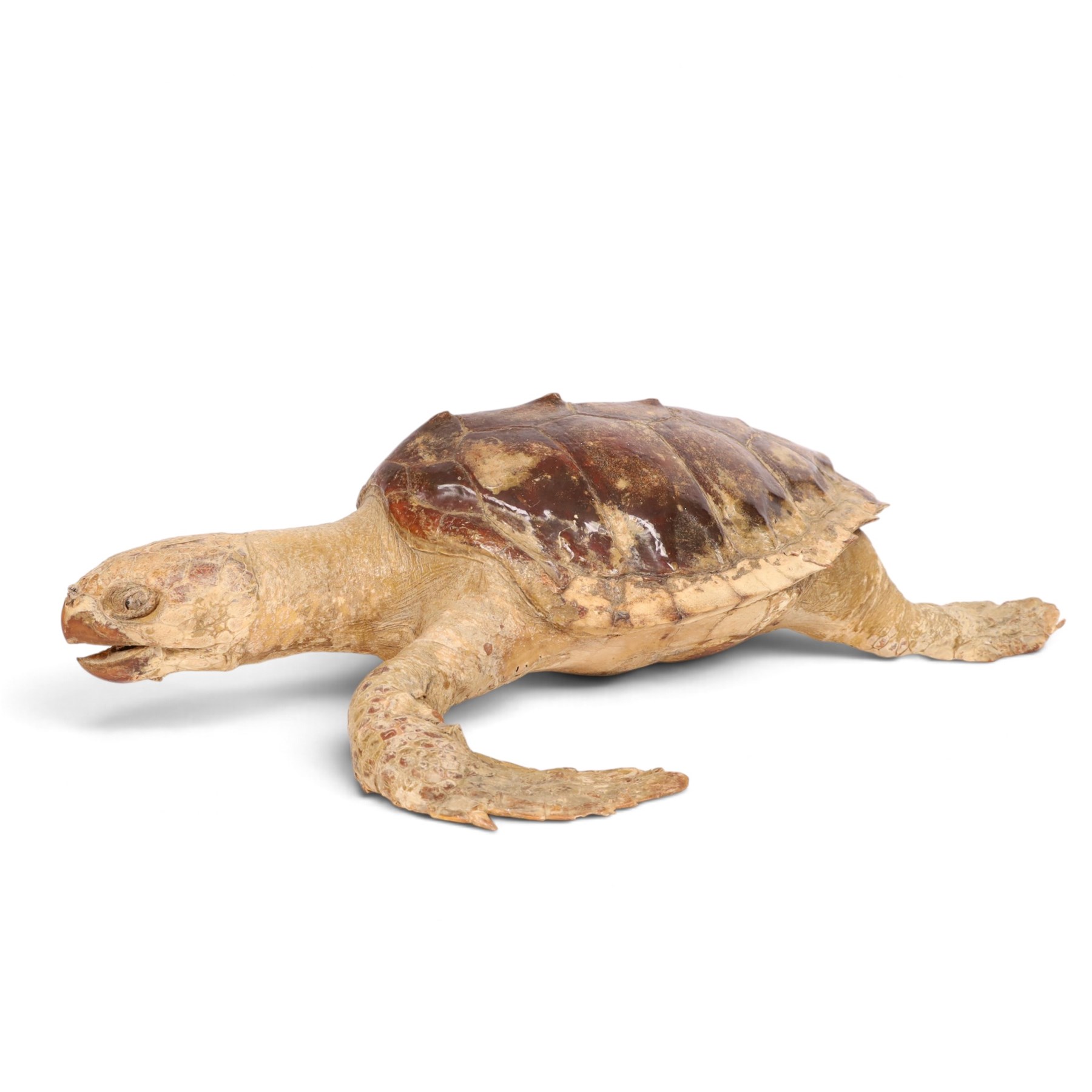 Early 20th century taxidermy Hawksbill Turtle (Eretmochelys imbricata), full mount in swimming pose, L63cm, Cites Annex A, Appendix II (exempt) This specimen would require a re-export licence to export from the UK, an import permit would be required into your chosen country, this is the responsibility of the buyer alone