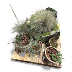 19th century stone trough with five potted plants