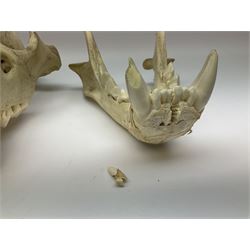 Taxidermy: Lion (Panthera leo), skull L34cm. 