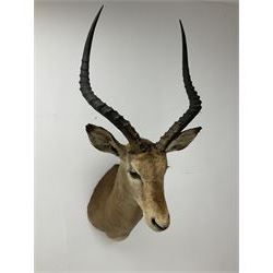 Taxidermy: Common Impala (Aepyceros melampus), adult male shoulder mount looking straight ahead, approximately H90cm