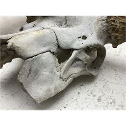 Antlers/Horns:Set of European Moose Antlers (Alces alces), a large set of adult bull Moose antlers on upper skull, widest span 114cm