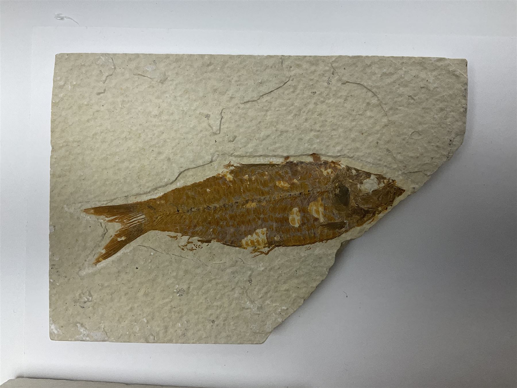 Three fossilised fish (Knightia alta) each in an individual matrix; age; Eocene period, location; Green River Formation, Wyoming, USA, largest matrix H13cm, L18cm