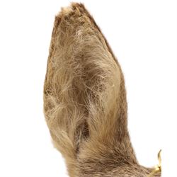 Anthropomorphic Taxidermy - Roe Deer (Capreolus capreolus), smartly dressed in spectacles and bowtie, mounted on wooden shield, H50cm