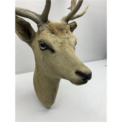 Taxidermy: European Fallow Deer (Dama dama), adult buck shoulder mount looking straight ahead, H92cm