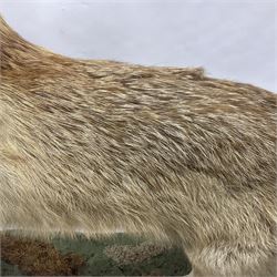 Taxidermy: European Red Fox (Vulpes vulpes), full mount adult on open display with standing alert with ears forward front paw raised, upon a naturalist base, H62cm, L78cm