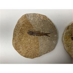 Three fossilised fish (Knightia alta) each in an individual matrix, age; Eocene period, location; Green River Formation, Wyoming, USA, largest matrix H10cm, L13cm, and polished ammonites