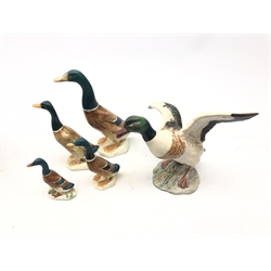  Beswick Shelldrake Duck no. 995 and a Graduated set of Beswick Mallard Ducks no. 756 (5)  