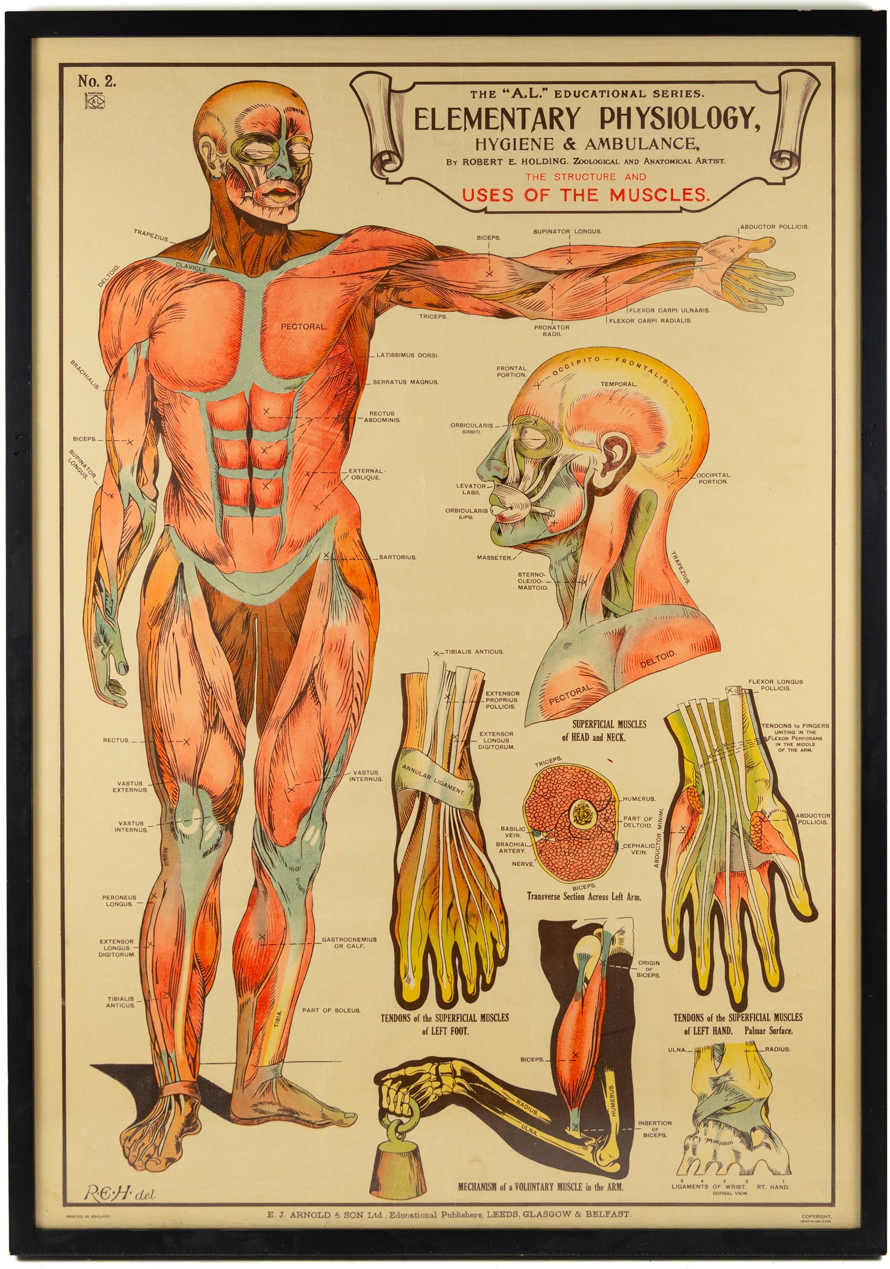 Complete set of eight 'AL Educational Series Elementary Physiology Hygiene and Ambulance' medical posters by Robert R Holding (Zoological and Anatomical artist), published by E J Arnold & Son Ltd of Leeds, Glasgow and Belfast, all framed