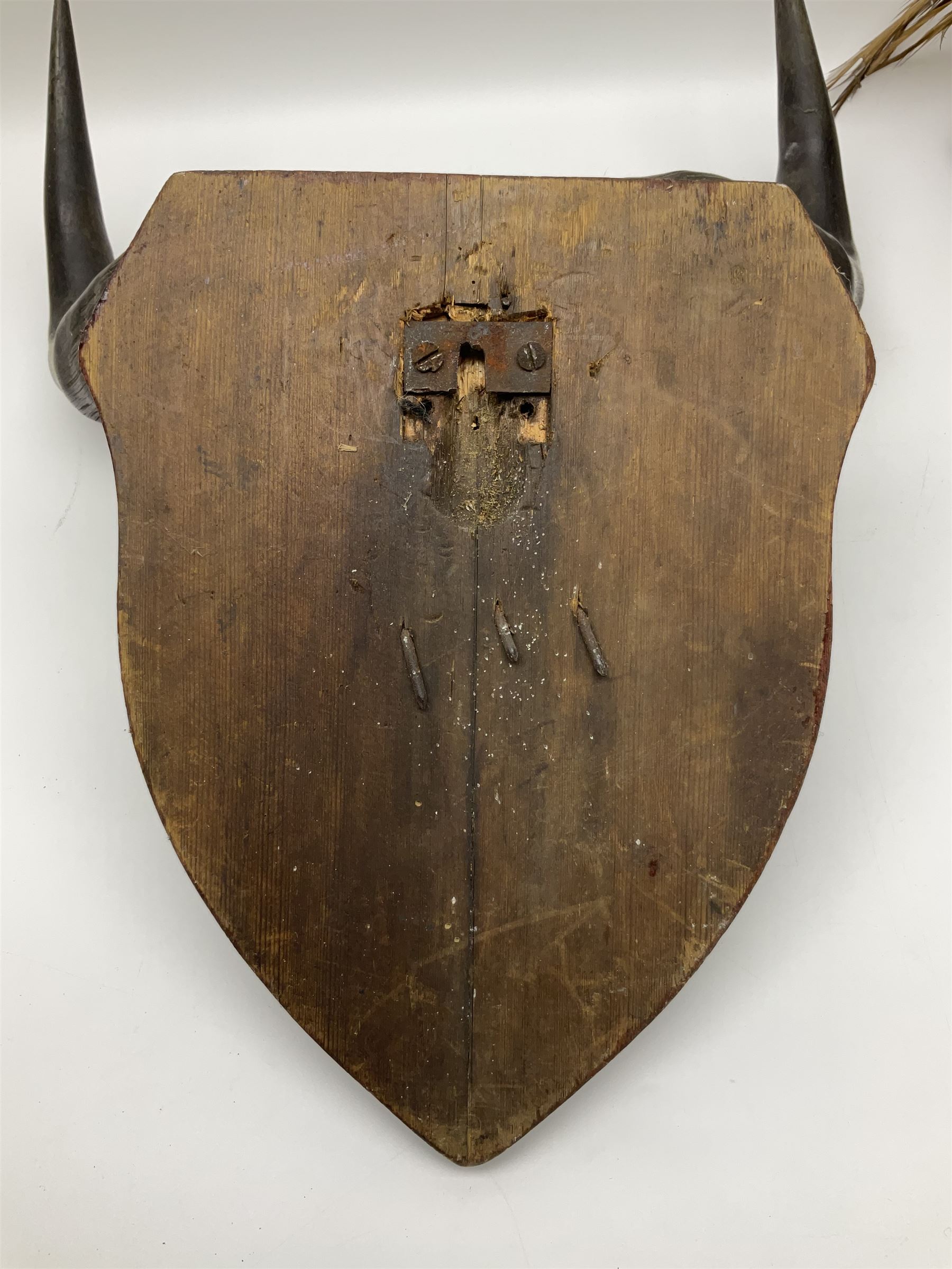 Taxidermy; Ring-necked Pheasant (Phasianus colchicus), adult female mount on open display, together with Pair of Hartebeest (Alcelaphus buselaphus) horns with upper skull, mounter upon a wooden shield, pheasant H40cm 