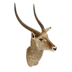 Taxidermy: East African Ellipsen Waterbuck (Kobus ellipsiprymnus), adult male shoulder mount looking straight ahead, approximately H120cm