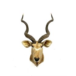 Taxidermy: Greater Kudu (Tragelaphus Strepsiceros), adult male shoulder mount, H170cm