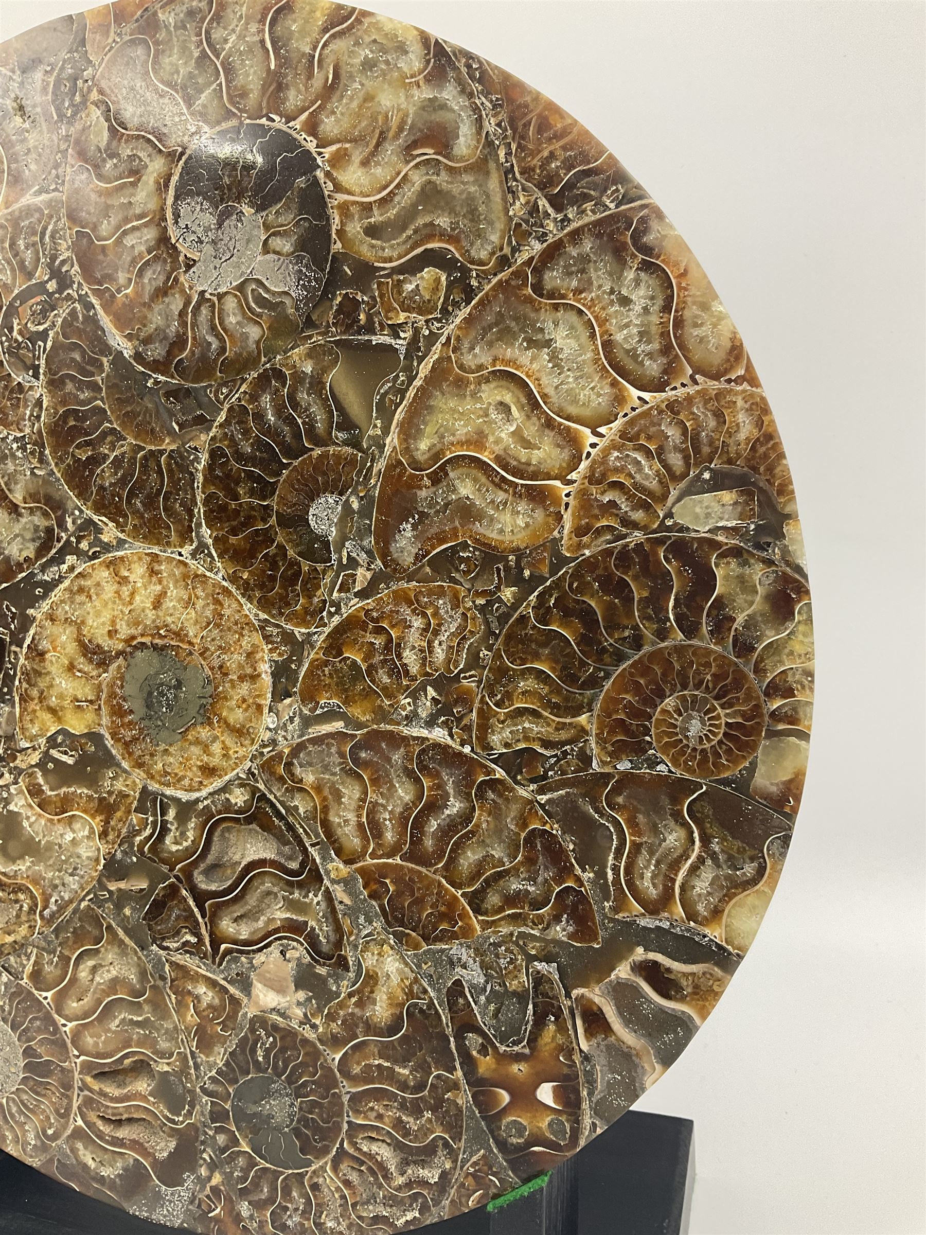 Polished ammonite plate, formed of individual ammonites age; Jurassic period, upon an ebonised stand, D27cm