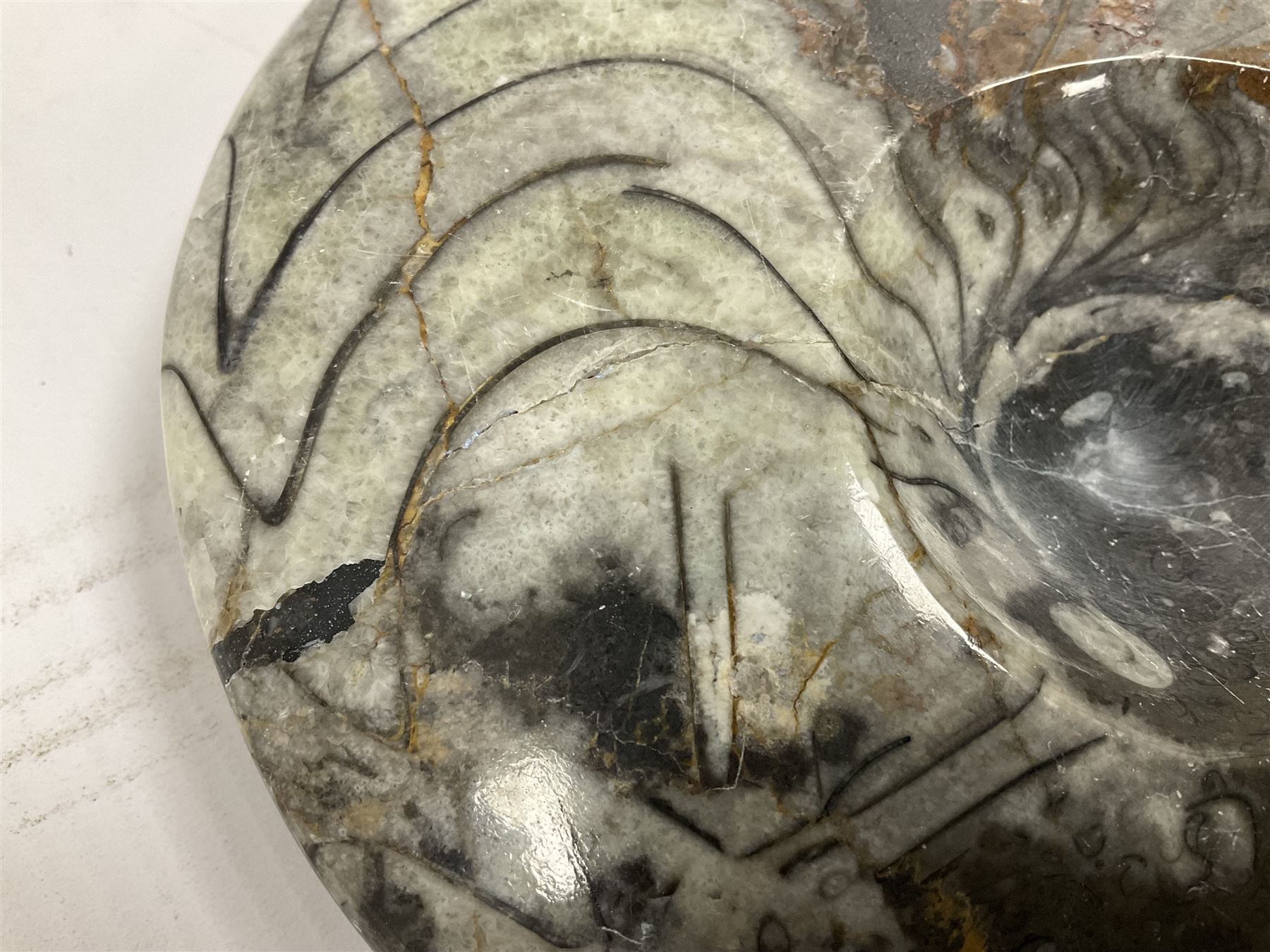 Large polished goniatite, age Devonian period, location Morocco, H16cm, L22cm