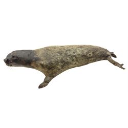 Taxidermy: early 20th century Common seal (Phoca Vitulina), full mount young adult, in a swimming pose, L115cm 