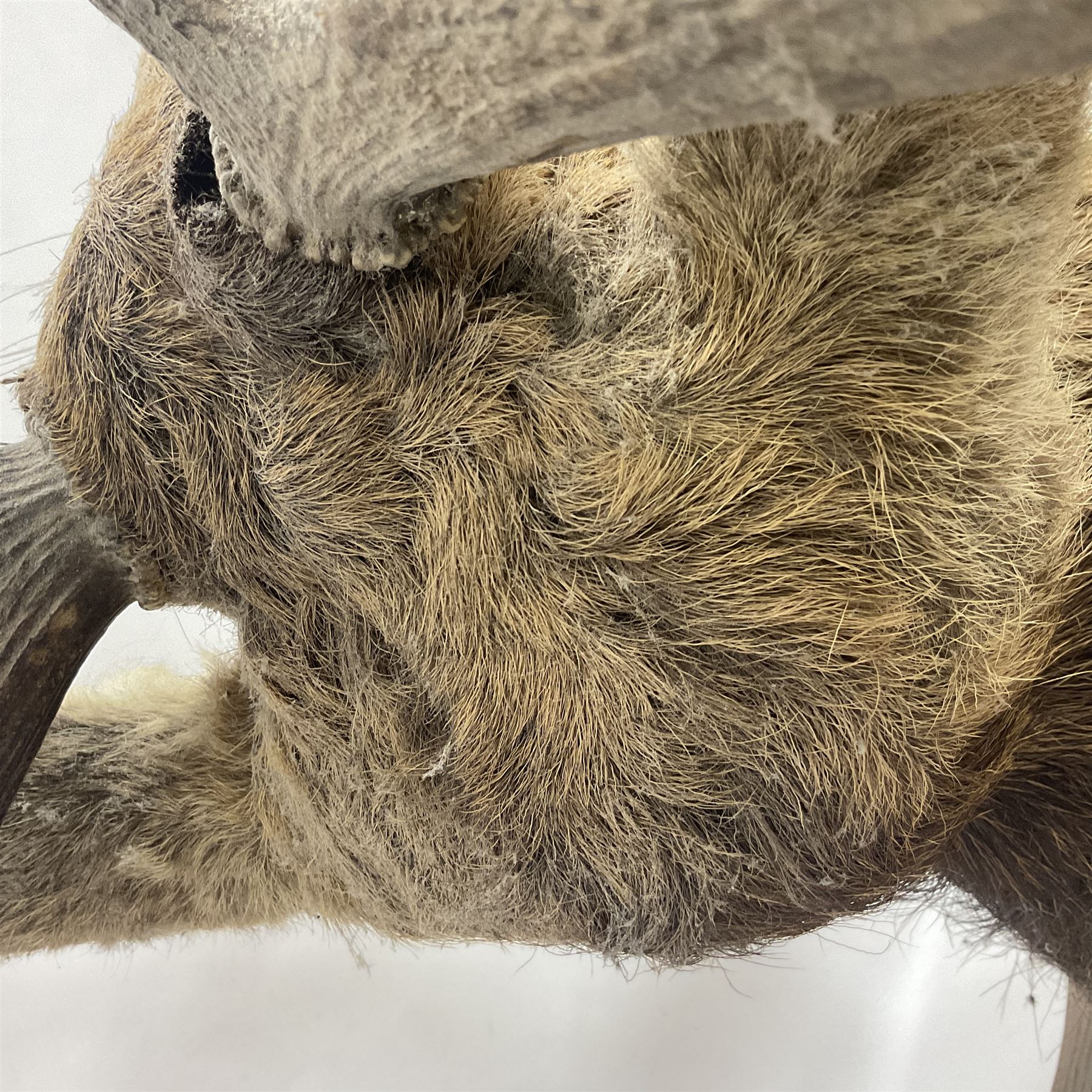 Taxidermy: Red Deer (Cervus elaphus), adult male imperial stag shoulder mount looking straight ahead, ten point antlers, mounted upon a shaped wooden shield, D65cm