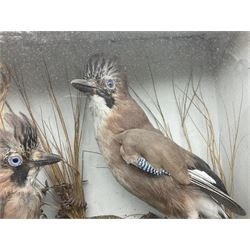 Taxidermy: Victorian cased pair of European Jays (Garrulus glandarius), a pair of full mount adults, both perched upon tree branches, amidst a natural setting, encased with an ebonised single-glass display case, H44cm, W47cm D16cm
