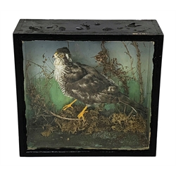 Taxidermy: Late Victorian cased Goshawk, full mount in naturalistic setting, W37cm, H36cm, D13cm  