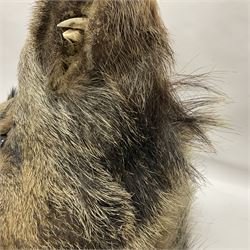 Taxidermy: European Wild Boar (Sus scrofa), adult male shoulder mount looking straight ahead