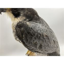 Taxidermy: Victorian cased Peregrine Falcon (Falco peregrinus), full female mount  stood atop a tree stump in a naturalistic ground, enclosed beneath a period oval glass dome with ebonised base, raised upon four bun feet, H54cm D20cm W34cm