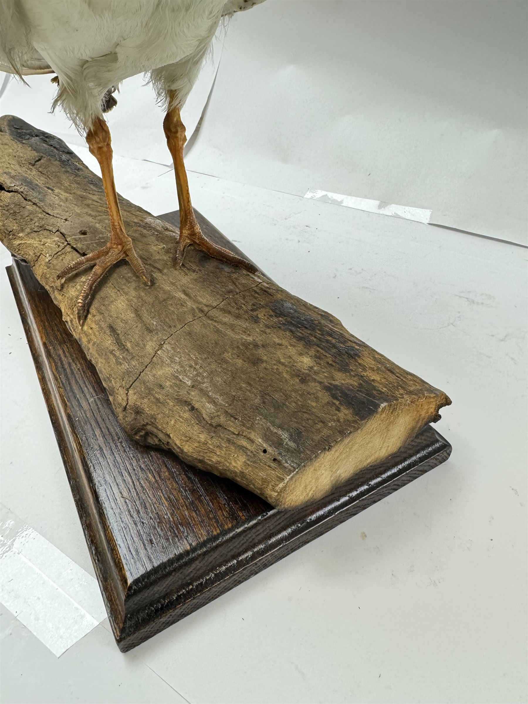Taxidermy; Oystercatcher (Haematopus ostralegus), stoop upon driftwood upon a stepped wooden base, H35cm 