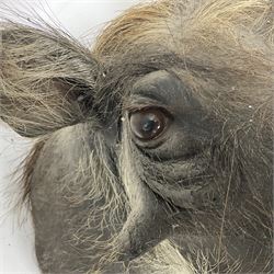 Taxidermy: A Common Warthog (Phacochoerus africanus), a large adult head mount looking straight ahead, D50cm