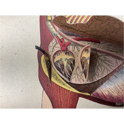 A. Schwarz, The Horse; Its External and Internal Organisation, An Illustrated Representation and Brief Description, Revised and Edited by George Fleming, London, George Philip & Son, with fold out anatomical plates