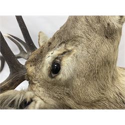 Taxidermy: Red Deer (Cervus elaphus), adult male imperial stag shoulder mount looking straight ahead, ten point antlers, mounted upon a shaped wooden shield, D65cm