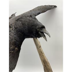 Taxidermy: Carrion crows (Corvus corone) modern, by award winning Taxidermist - Carl Church, Pickering, North Yorkshire, one specimen in flight, one perched on a tree, maximum H66.5.