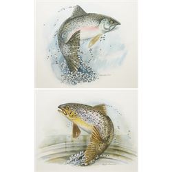 Daphne Harrison (Northern British Contemporary): Brown Trout and Rainbow Trout, pair watercolours signed 31cm x 37cm (2)