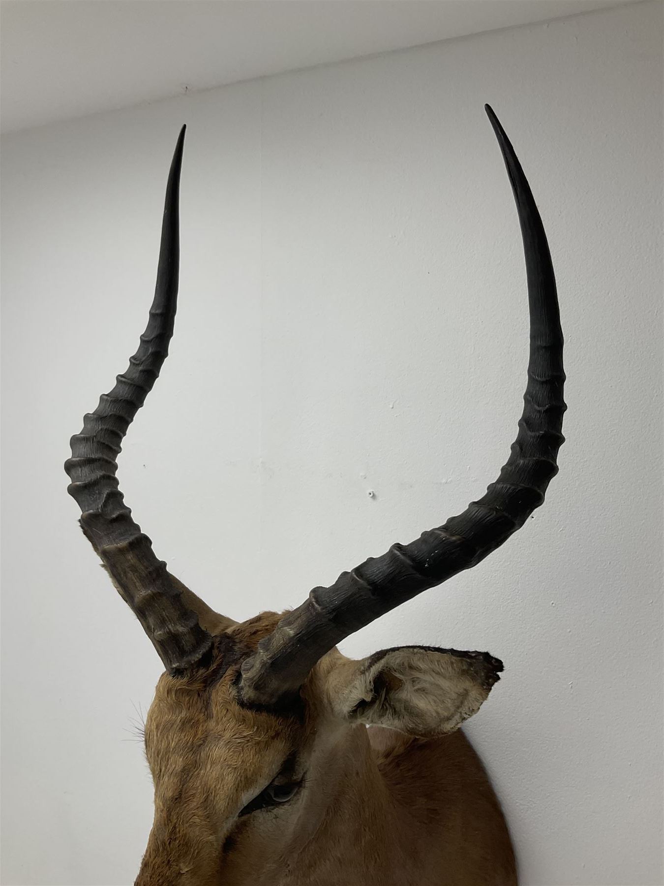 Taxidermy: Common Impala (Aepyceros melampus), adult male shoulder mount looking straight ahead, approximately H90cm