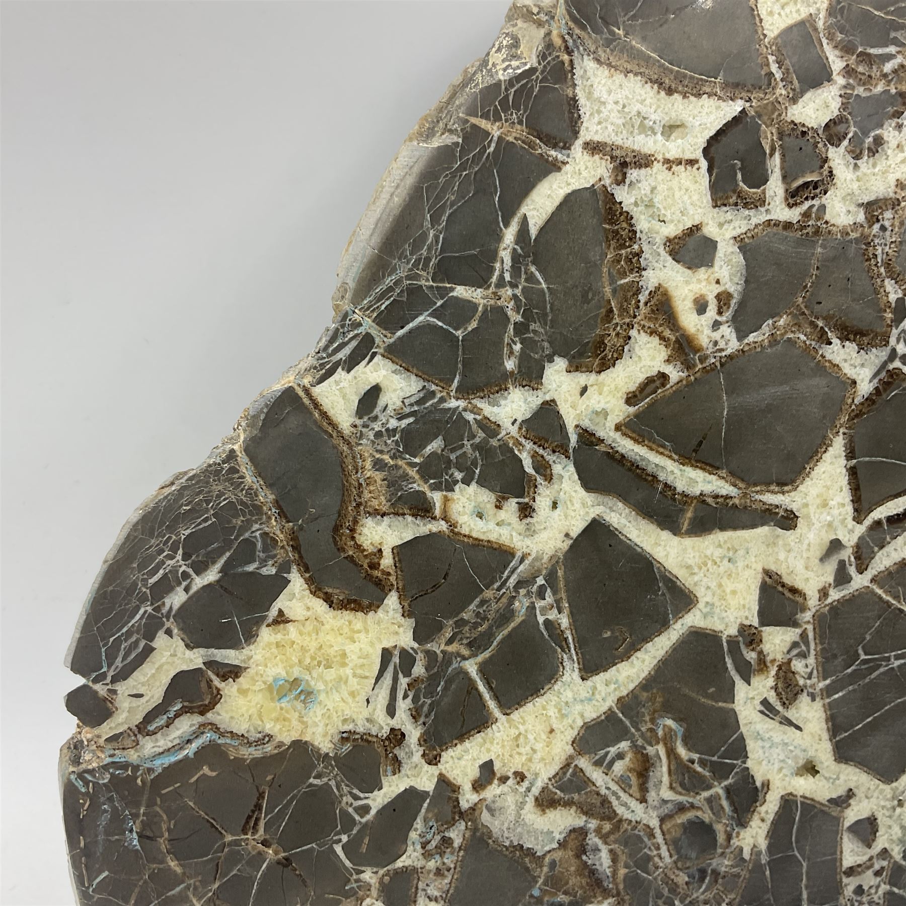 Septarian slice, polished, with a calcite centre and argonite/siderite lines within limestone rock, L26cm, W19cm