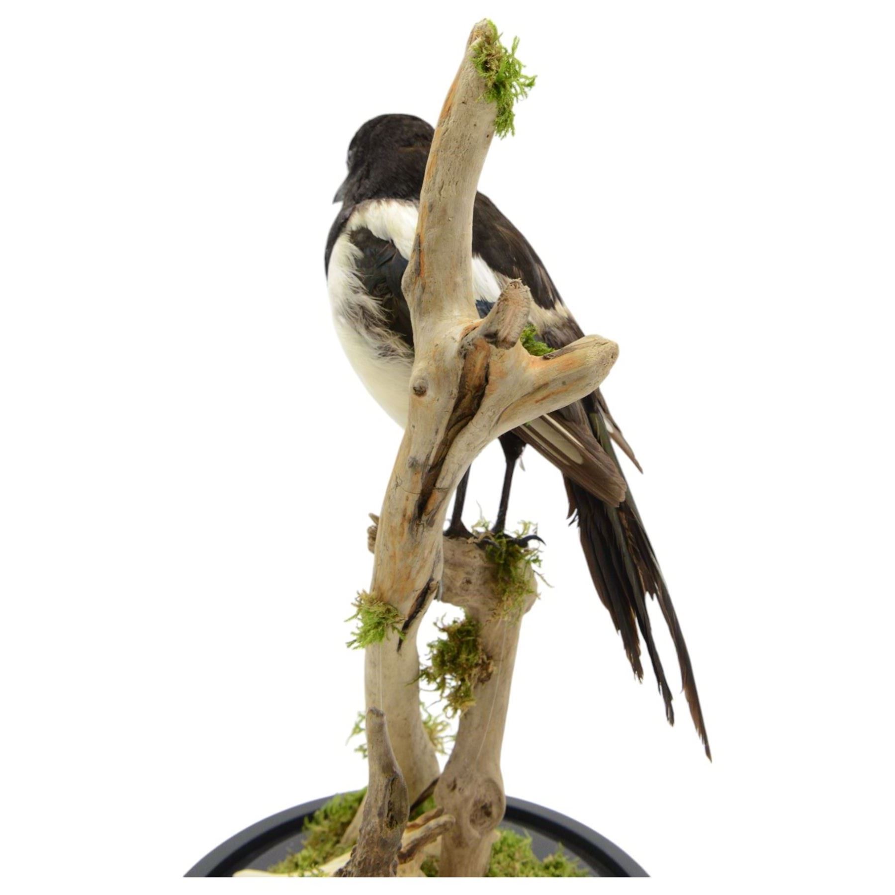 Taxidermy; Cased Magpie (Pica Pica), full adult mount perched upon a branch in a naturalistic setting with roe dear skull to the base, enclosed within glass dome, H52cm