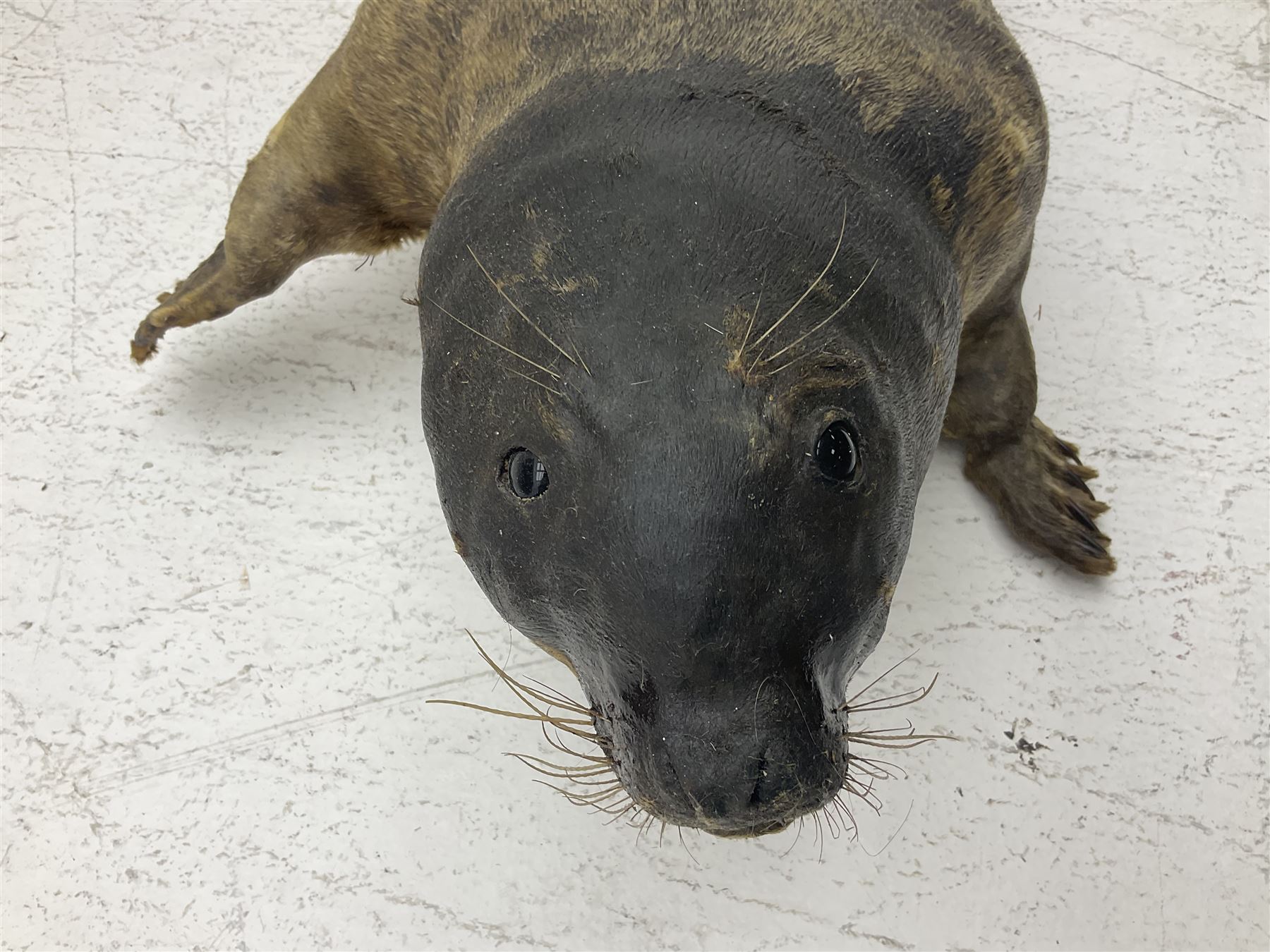 Taxidermy: early 20th century Common seal (Phoca Vitulina), full mount young adult, in a swimming pose, L115cm 