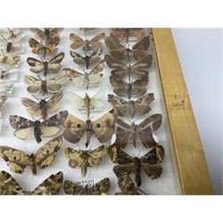 Entomology: Glazed entomology collector's drawer display of African and Asian butterflies and moths, a colourful display of one hundred and twenty six assorted specimens, collected from various regions of Africa and Asia, each with attached data labels, H50cm, W40cm