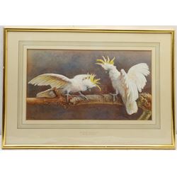 Ellen A Frank (British exh.1889-1912): 'We Fell Out, the Wife and I' - Yellow Crested Cockatoos, watercolour heightened in white signed 28cm x 50cm