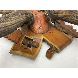 Antlers/Horns: European Royal Red Deer Antlers (Cervus elaphus hippalaphus), twelve point antlers, mounted upon a carved and pierced shield H120cm D64cm