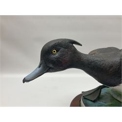 Crown Staffordshire model of a tufted duck, Model No 220/250, with wooden plinth base